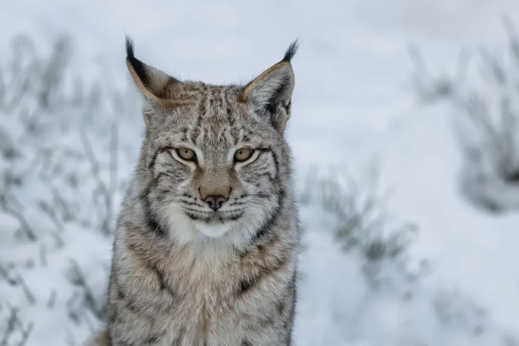 Lynx